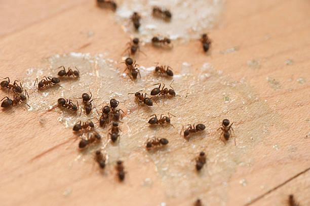 Best Pest Removal Services  in Milan, OH